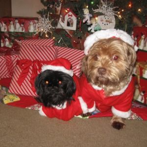 Meet your Posher, Troy